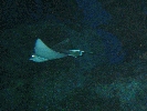 IMG_3732.JPG