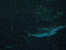 IMG_3733.JPG