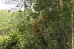 IMG_1581.JPG