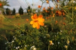 IMG_3740.JPG