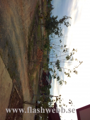 20111211_072730.jpg