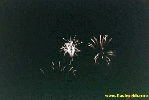 130.jpg