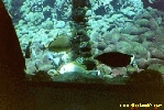 Filename=1597.jpg
Filesize=79KiB
Dimensions=400x267
Date added=Apr 12, 2004 1597.jpg
