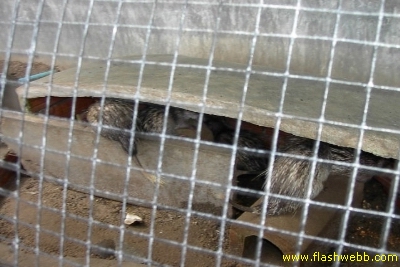 PICT1429.jpg