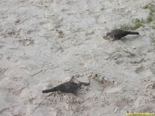 PICT2899.jpg