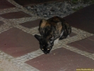 PICT2780.jpg