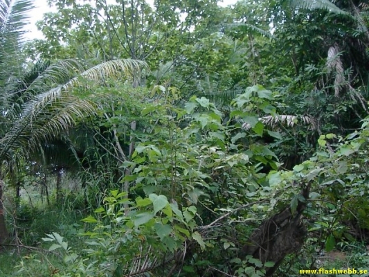 PICT4094.jpg