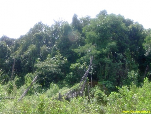 PICT4141.jpg