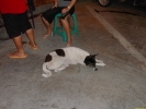 Filename=PICT3872.jpg
Filesize=931KiB
Dimensions=1600x1200
Date added=Apr 29, 2004 PICT3872.jpg