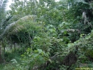 PICT4094.jpg