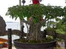PICT4145.jpg