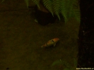DSCF0105.jpg