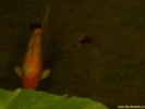 DSCF0107.jpg
