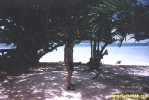 Filename=99136.jpg
Filesize=73KiB
Dimensions=400x267
Date added=Apr 12, 2004 99136.jpg
