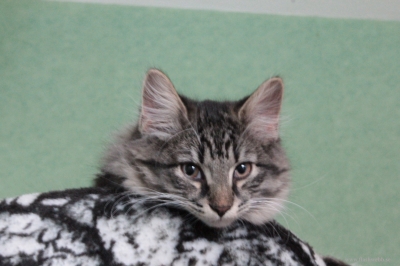 Katterna-120125_016.JPG